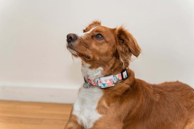 How to Monitor Your Dog’s Health at Home